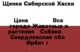 Щенки Сибирской Хаски › Цена ­ 20 000 - Все города Животные и растения » Собаки   . Свердловская обл.,Ирбит г.